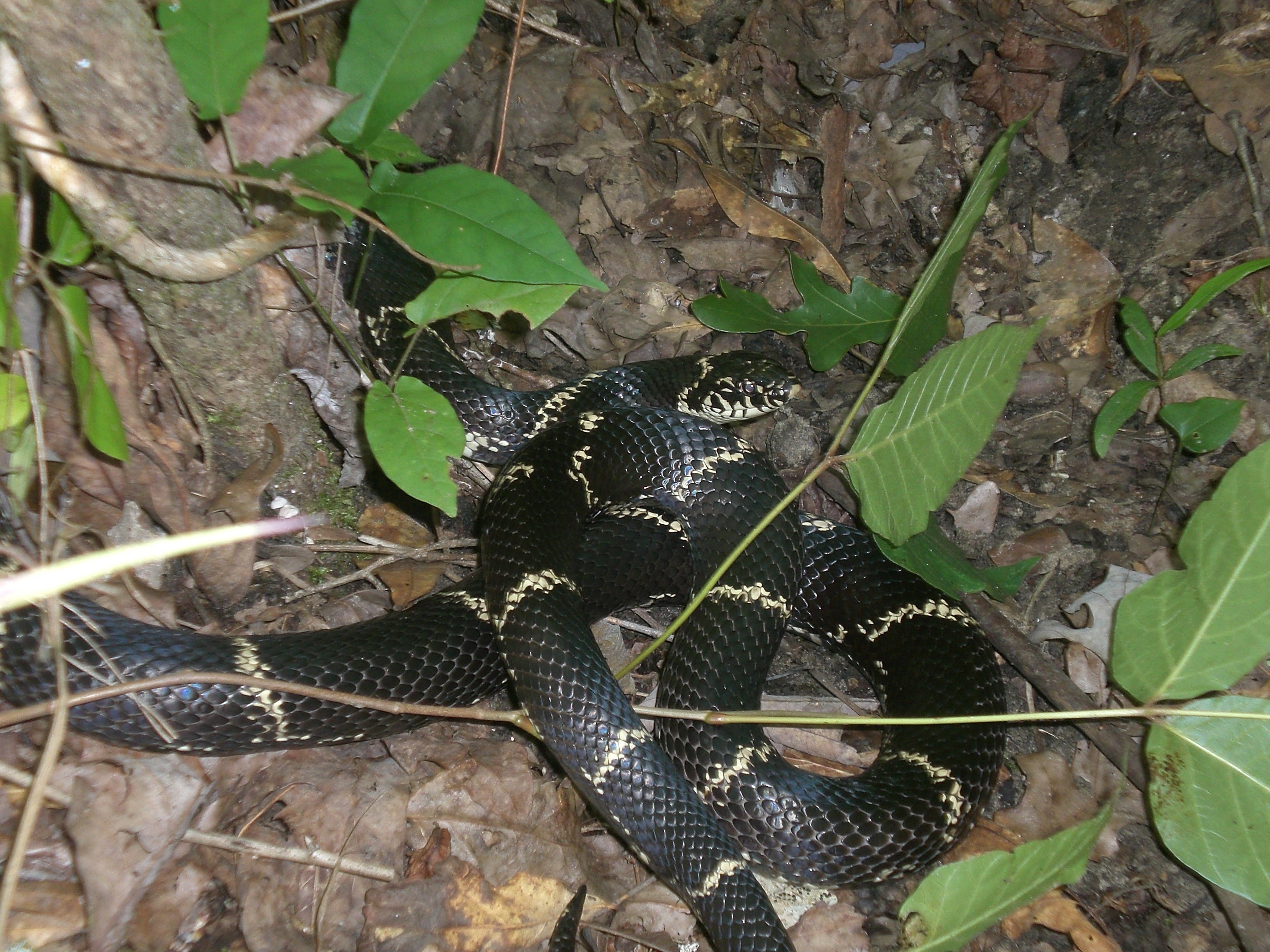 Eastern Kingsnake Outdoor Alabama